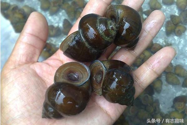 田螺有寄生虫还能吃吗?泡洗田螺有小妙招、材料家家都有