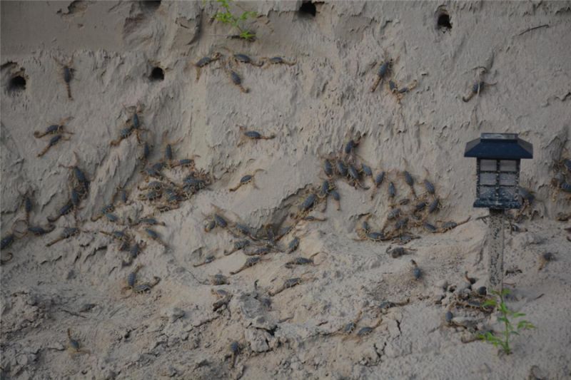 刘梁峁村荒山里“刨金”小蝎子养成大产业