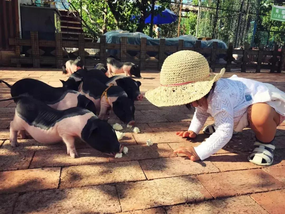 百里山水画廊四季花海,周末美好时光畅游千亩花海