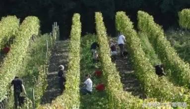 黄葡萄酒的好处,黄葡萄酒和红葡萄酒哪个好