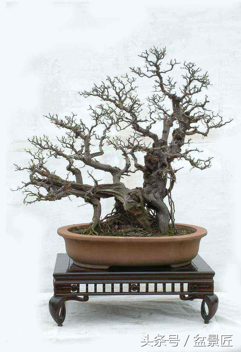 雀梅下山生桩沙培发芽后多久上盆,雀梅下山桩上盆可放室内通风处吗