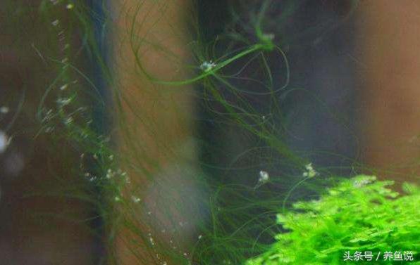 观赏鱼缸绿藻如何清除,观赏鱼缸里老长青苔怎么处理