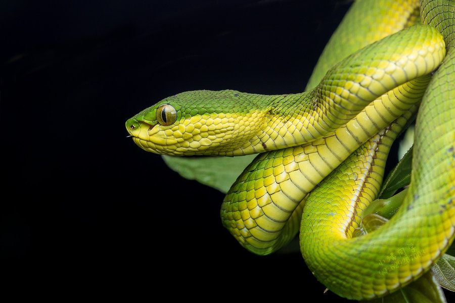 测一测你惧怕什么动物,心理测试孔雀老虎猴子解析