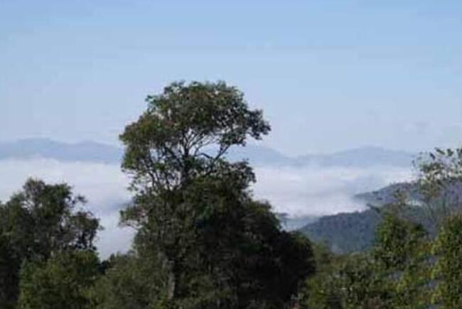 勐海县六大茶山茶叶,云南五大名茶叶山头