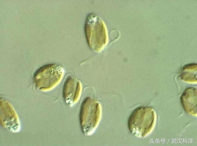 海边常见藻类植物图片,藻类植物常见的有什么
