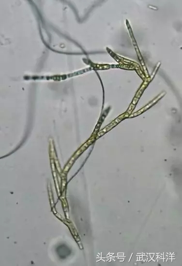 赤潮最常见的藻类有哪些,不属于环境中常见藻类