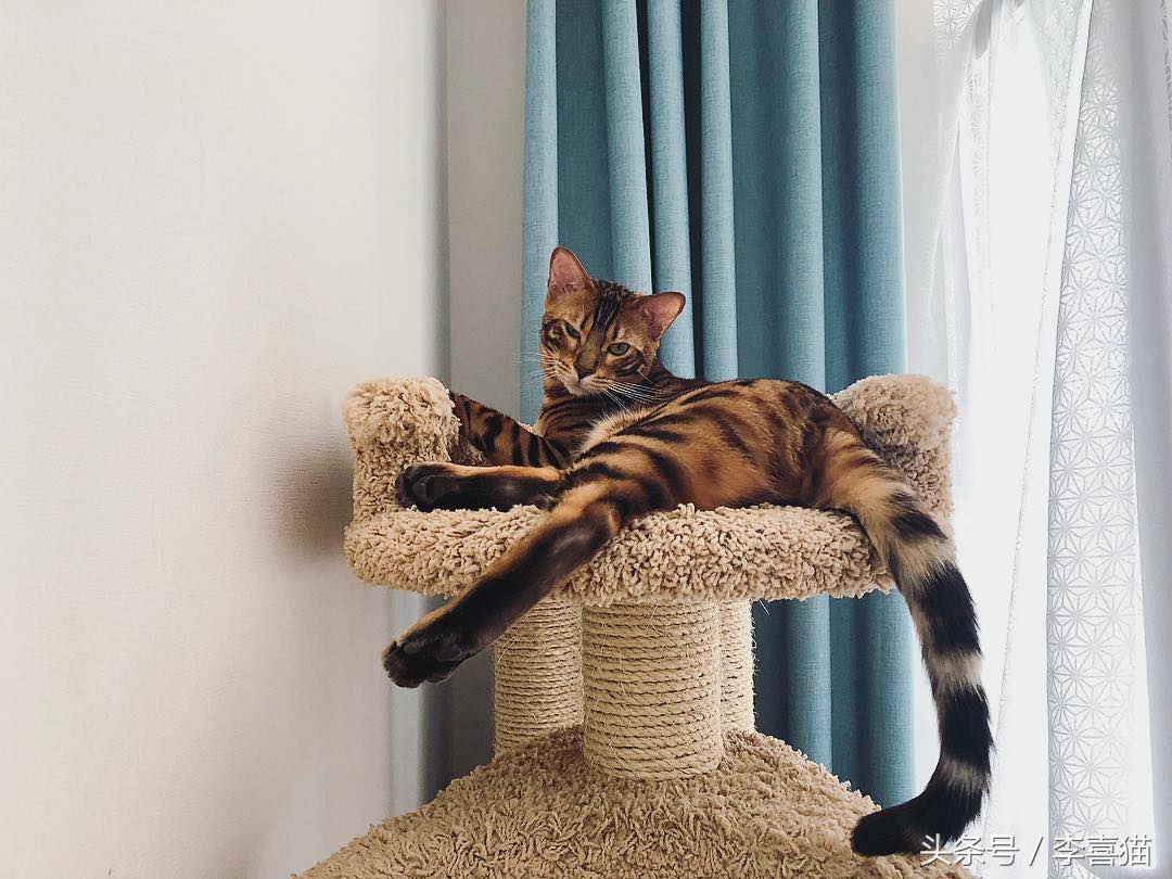 最有气质的喵星人,高颜值的喵星人连睡着都是美美的