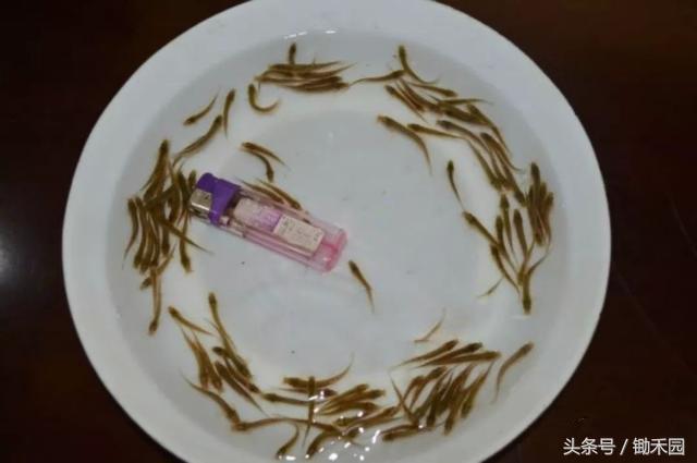 养殖泥鳅怎样才能赚钱,养泥鳅一亩地的泥鳅苗要多少钱呢