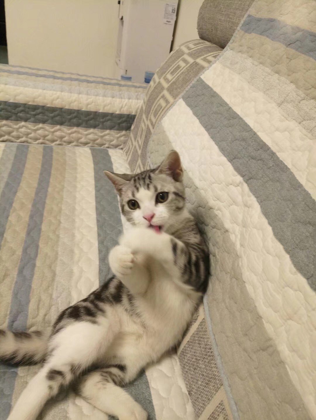 小猫顶球户外,小猫打抛球