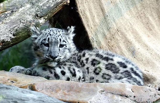 最罕见的猫科动物,十大最漂亮的猫科动物