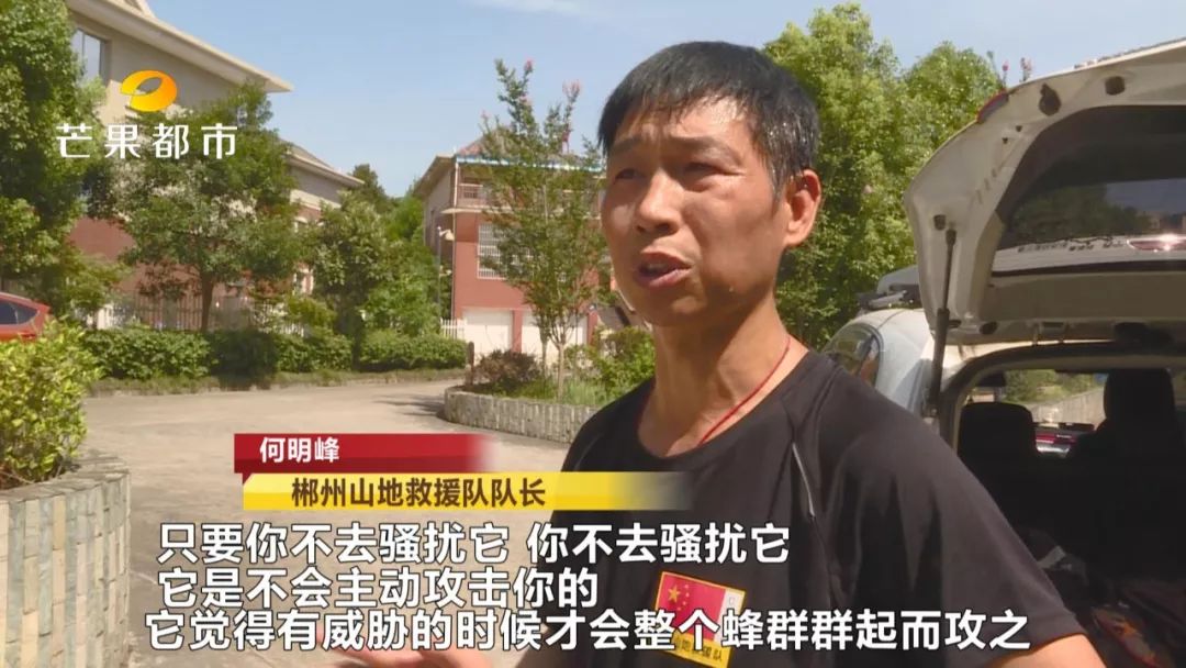 被咕噜蜂蜇住怎么办,外出遇到野蜂蜇人怎么办