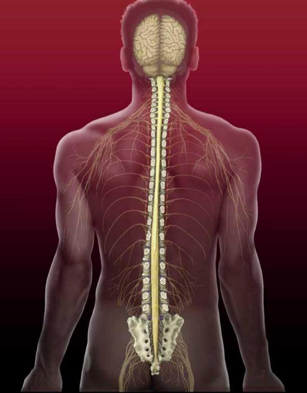 康复脊柱屈伸矫正训练,提高脊柱灵活性康复训练