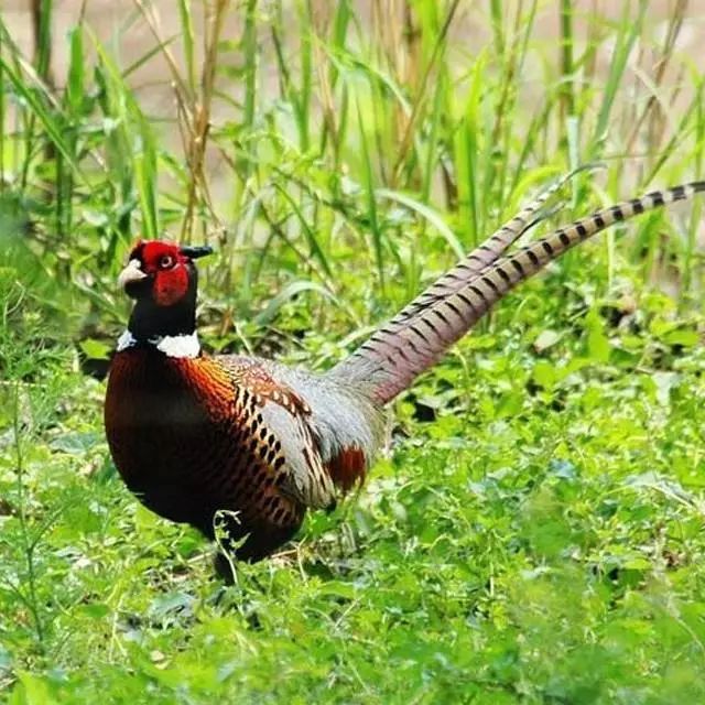 山鸡最佳饲料,养殖的山鸡怎么吃
