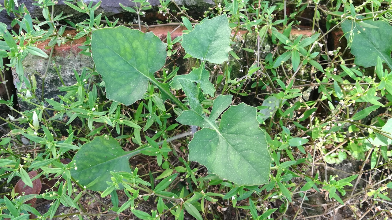 蒲公英治病的几个小偏方,蒲公英治疗很多种病