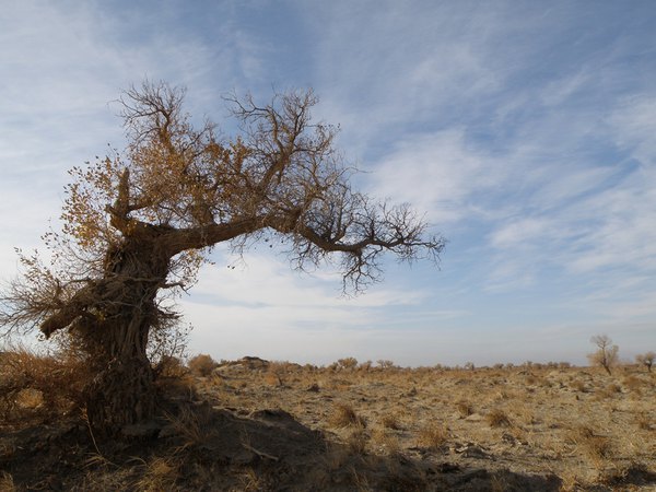 *疆新**（六）——梦牵大西北13