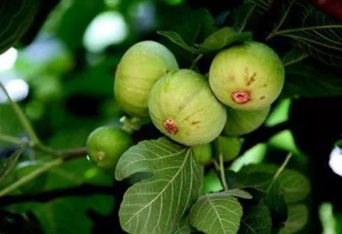 心动南充,四川无花果成熟