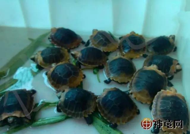 剃刀龟苗常见病,龟病害及治疗方法