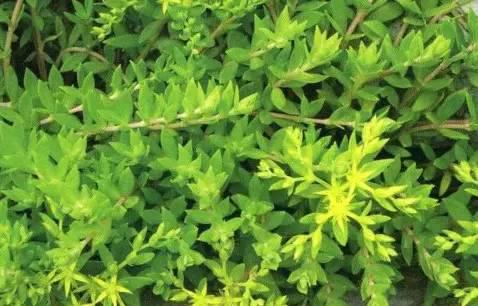 南阳人还去什么医院?你脚底下就是药房!