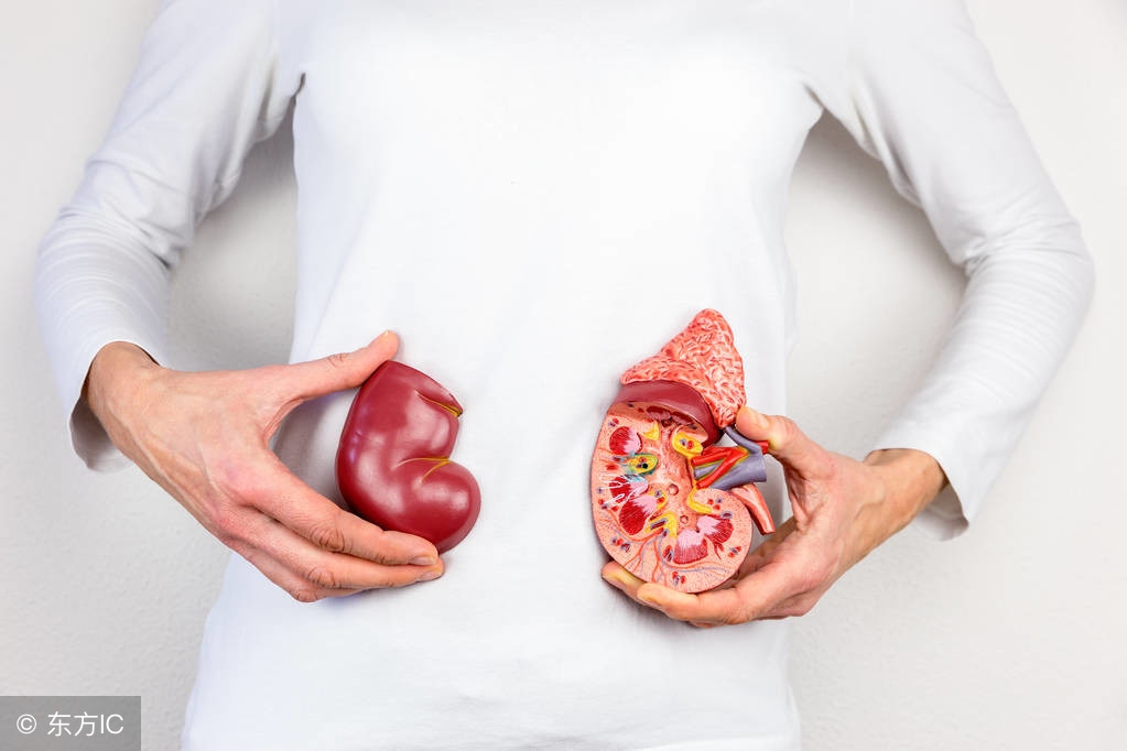 肾结石病的发病流程，这么做有利于抑制结石形成