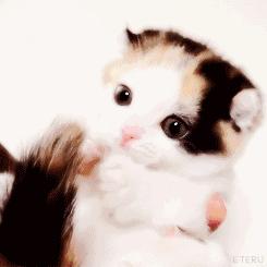 像海参又像虫子的东西是什么,像海参的虫子是什么