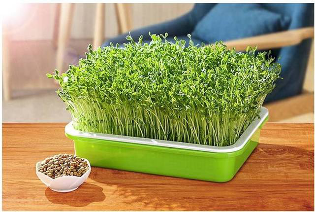 种菜赚钱的农业模式,农业种菜新模式