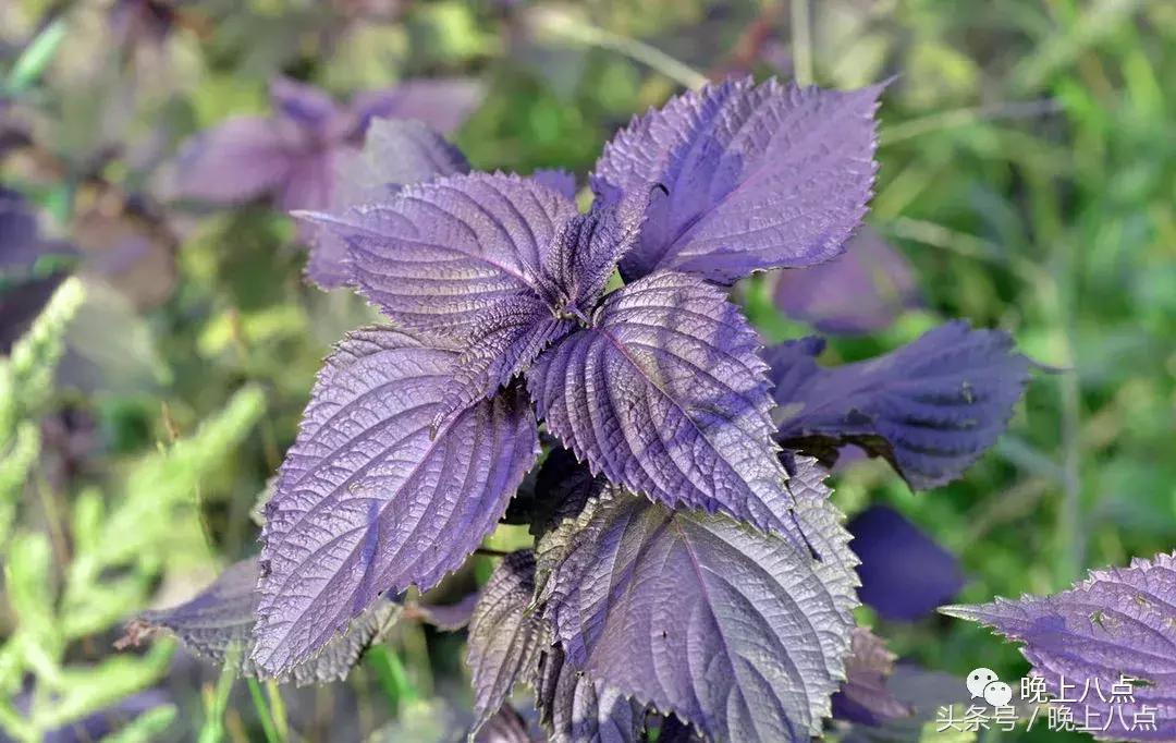 三春晖,三春晖创作的原声