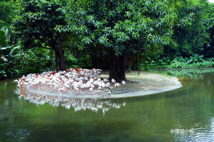 暑假珠海长隆最全游玩攻略,珠海长隆海洋王国暑假门票多少钱