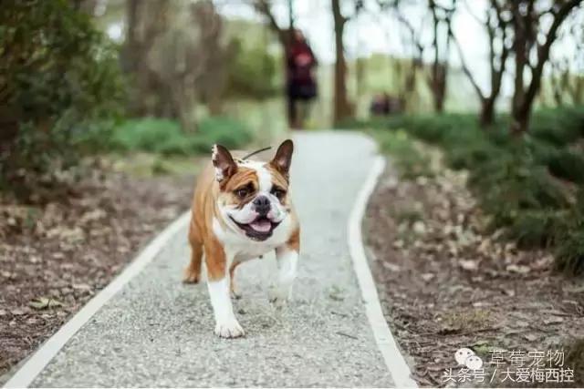 英国斗牛犬vs比特犬,英国斗牛犬标准体型图