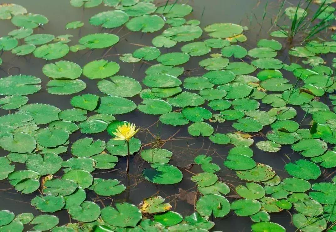 深圳足球公园免费开放,深圳新的草地公园