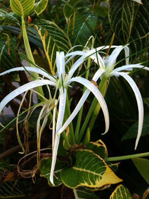 三亚三日游带孩子攻略,三姐妹游三亚