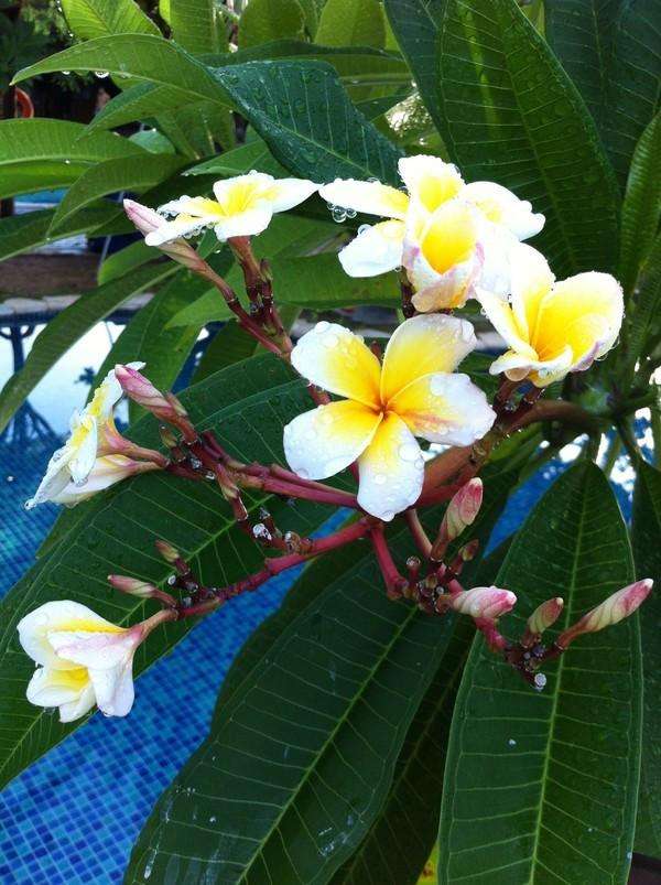 三宝妈妈三亚旅游,三宝妈妈三亚