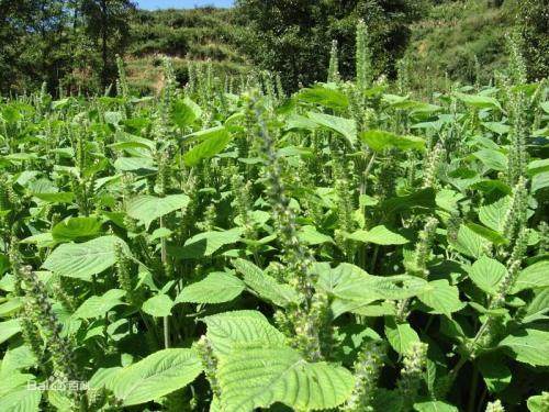 中国游客在泰国逛菜市场,泰国人逛中国超市