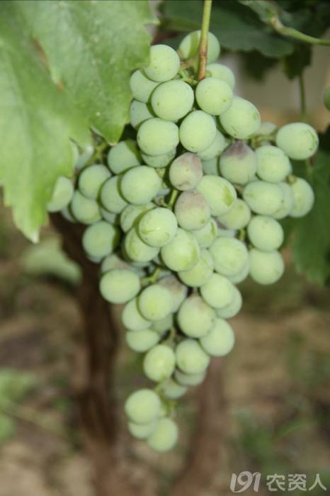 葡萄常见病害对照表,阳光玫瑰葡萄常见病害