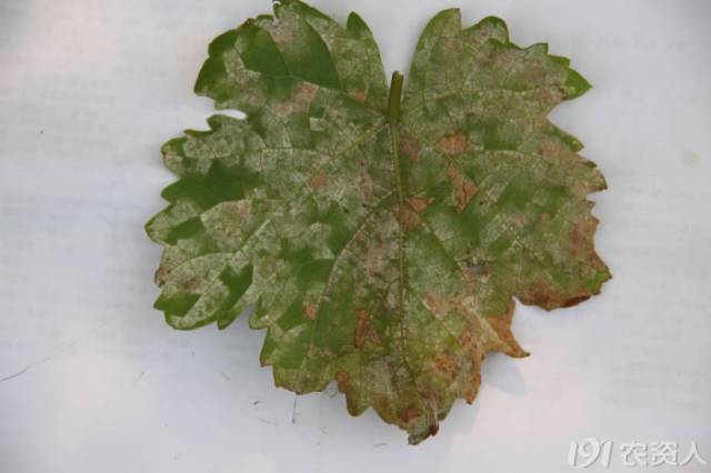 葡萄常见病害对照表,阳光玫瑰葡萄常见病害