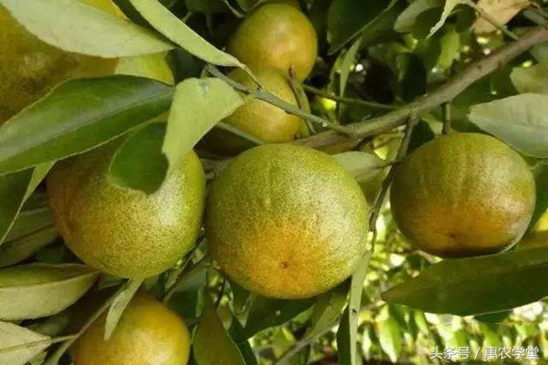 哪些农药可以用于防治柑橘锈壁虱,柑橘树叶锈壁虱严重危害后的症状