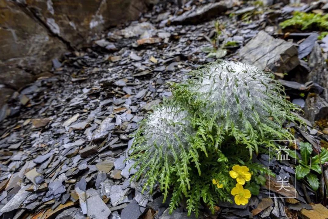 「昨日推文」哭泣的雪兔子，已经被人类挖到濒临灭绝！请高抬贵手放过它们吧！