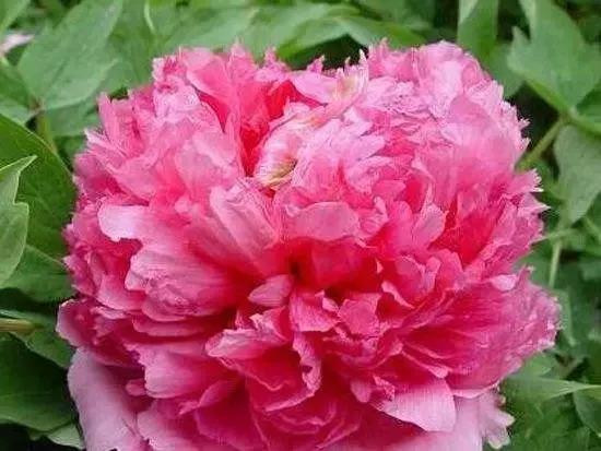 8.8发财日的祝福,8月18日发财日早安祝福图片