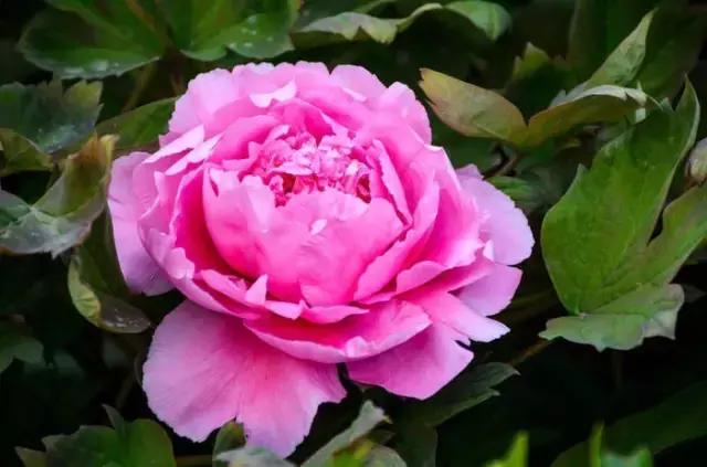 8.8发财日的祝福,8月18日发财日早安祝福图片