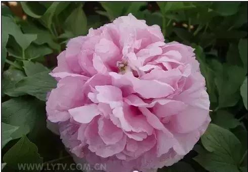 8.8发财日的祝福,8月18日发财日早安祝福图片