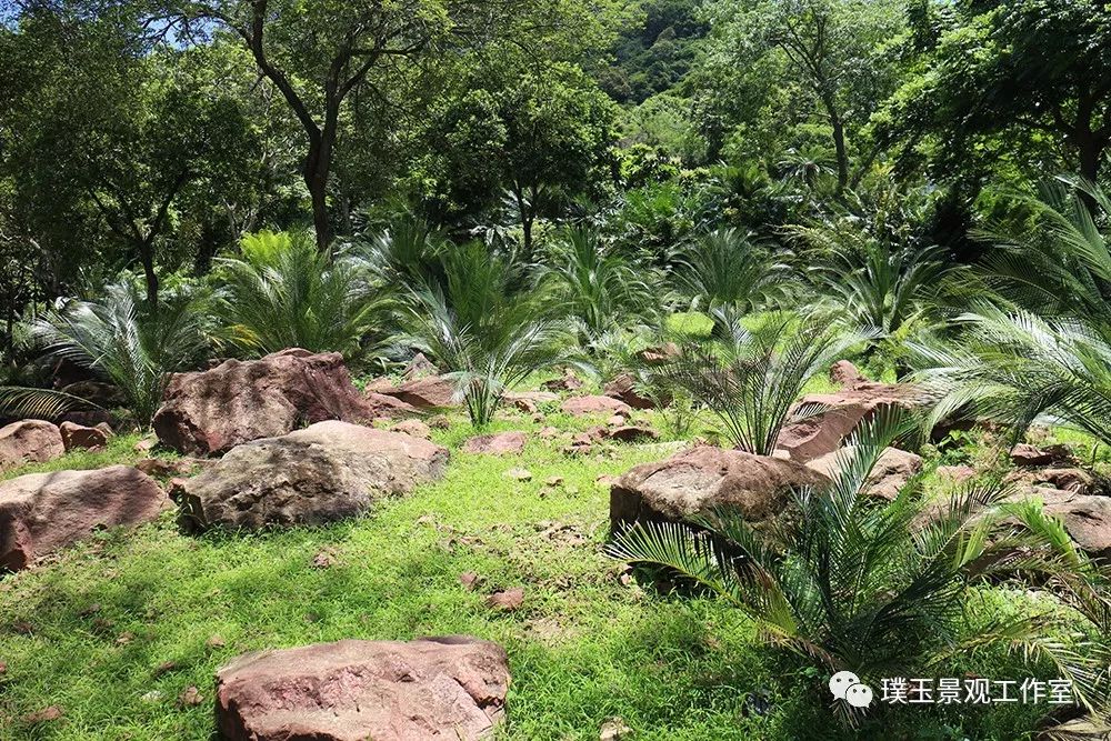 最漂亮的铁树开花,铁树开花深圳