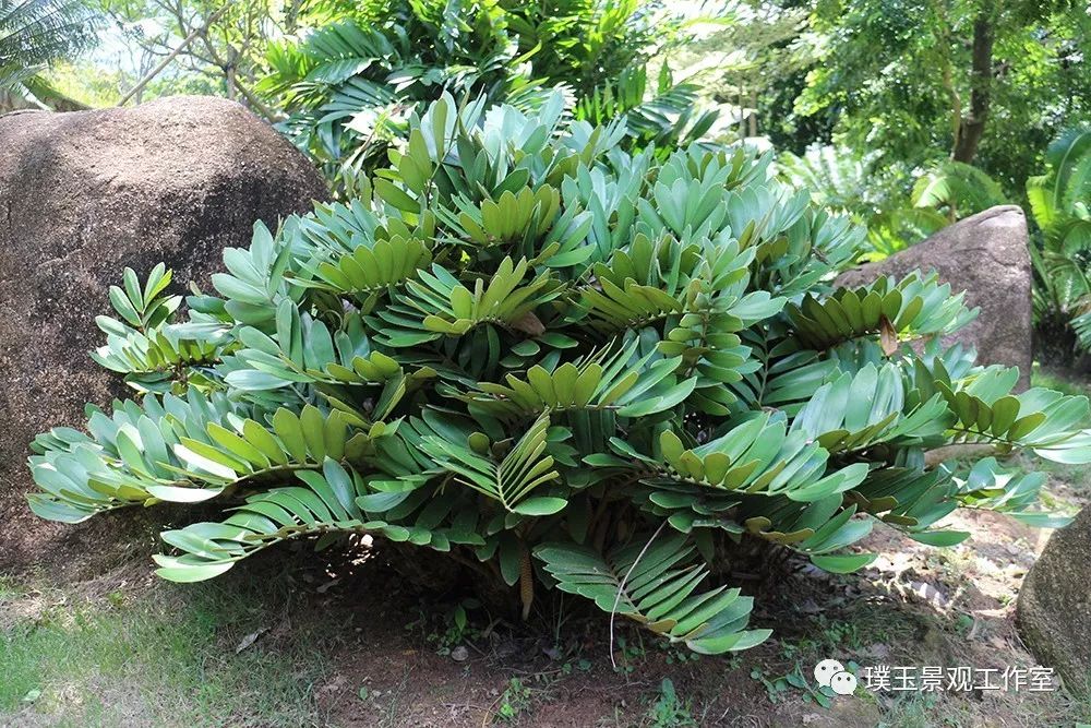 铁树植物园,铁树开花是很奇特的景色