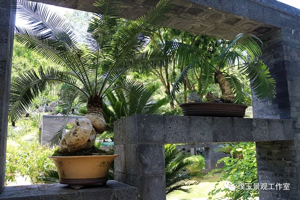 最漂亮的铁树开花,铁树开花深圳