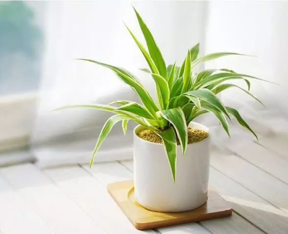 涨知识养花,涨知识养花不想长虫