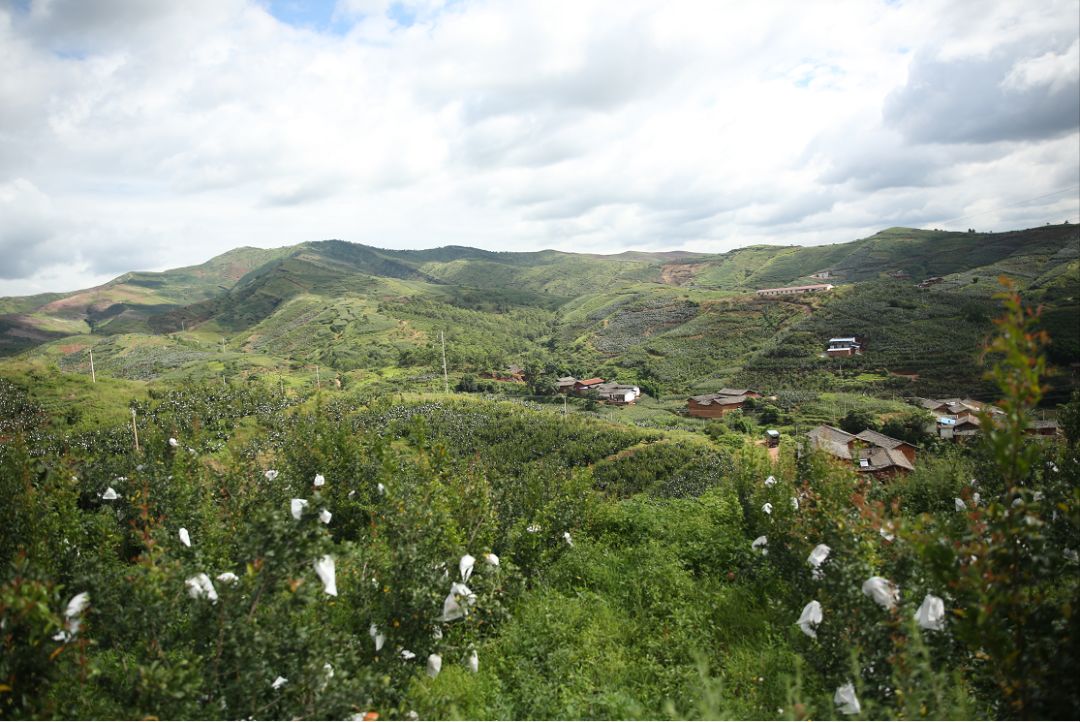 突尼斯软籽石榴被称之为雅诗兰黛,被誉为可以吃的雅诗兰黛软籽石榴