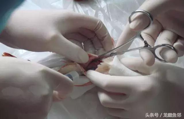 龙鱼撞缸失鳔抢救多久能恢复,龙鱼失鳔最急用的方法