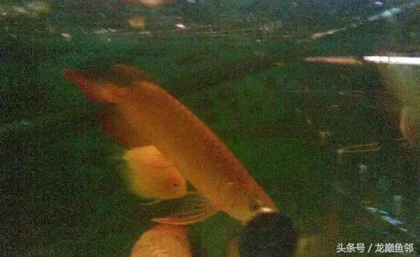 龙鱼撞缸失鳔抢救多久能恢复,龙鱼失鳔最急用的方法