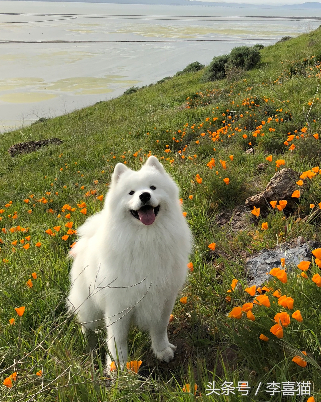 微笑天使萨摩耶和狗弟,微笑天使雪橇三傻
