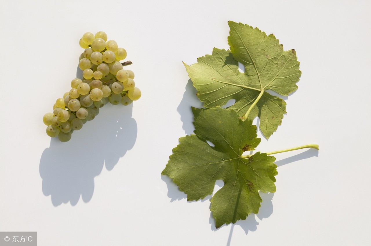 红酒moscato,moscatoasti白葡萄酒