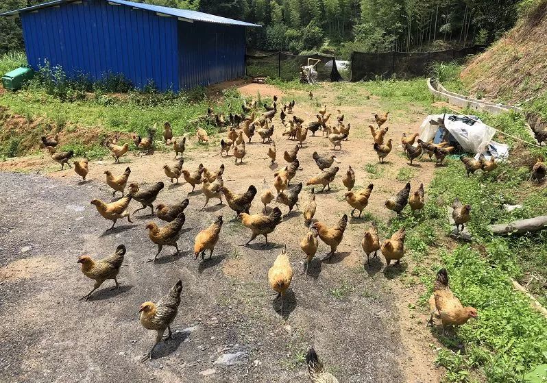 看过来！带你走一走将乐的这些返乡青年创业基地~｜新时代新作为新篇章