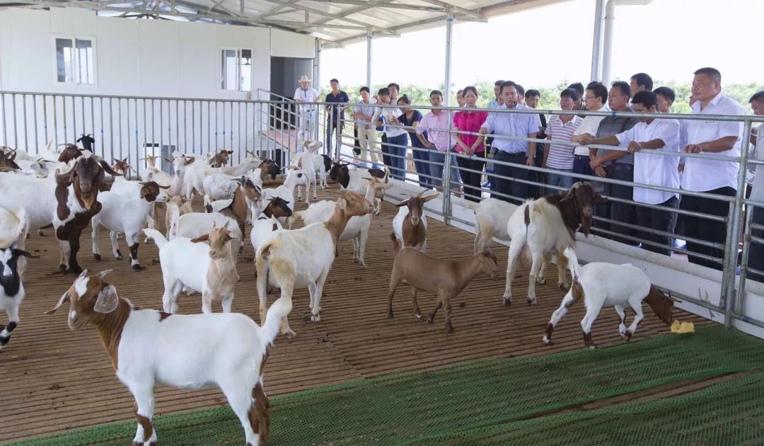 「创富人物」凌云茶乡“领头阳”的人善茶方纯